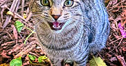 Feller joined the competition — help win amazing prizes! cat, tabby, green_eyes, animal, pet, outdoor, nature, leaf, twigs, forest_floor, curious, feline, whiskers, close_up, young_cat, stripes, cute, ground, small_animal, alert