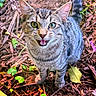 cat, tabby, green_eyes, animal, pet, outdoor, nature, leaf, twigs, forest_floor, curious, feline, whiskers, close_up, young_cat, stripes, cute, ground, small_animal, alert