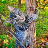 cat, tabby_cat, animal, tree, forest, nature, outdoor, greenery, wildlife, climbing, curious, whiskers, fur, eyes, branches, sunlight, daylight, mammal, cute, pet