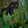 Scar is registered to the contest to win money with this photo: black_cat, cat, animal, pet, wildlife, nature, green_leaves, foliage, outdoor, mammal, eyes, stealth, forest, branch, plant, camouflage, closeup, curious, alert, background