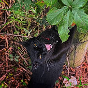 Scar joined the competition — help win amazing prizes! black_cat, cat, yellow_eyes, leaf, greenery, outdoor, nature, plant, foliage, twigs, pet, animal, curious, playful, closeup, mammal, wildlife, garden, claws, tree
