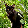 Scar is registered to the contest to win money with this photo: black_cat, cat, animal, pet, outdoor, nature, greenery, tree_stump, collar, wildlife, feline, eyes, forest, leaves, branch, mammal, portrait, cute, alert, whiskers
