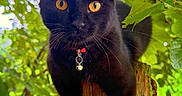 Scar is registered to the contest to win money with this photo: black_cat, cat, animal, pet, outdoor, nature, greenery, wood, post, whiskers, eyes, amber_eyes, fur, collar, bell, tree, leaves, daylight, close_up, portrait