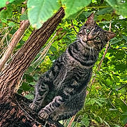 George joined the competition — help win amazing prizes! cat, tabby, animal, nature, forest, tree_stump, greenery, outdoor, wildlife, curious, alert, feline, leaves, branches, wood, mammal, whiskers, ears, eyes, natural_light