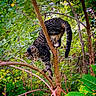 George is registered to the contest to win money with this photo: cat, tabby_cat, tree, branches, greenery, forest, nature, animal, wildlife, outdoor, feline, climbing, curious, fur, leaves, wood, branch, mammal, pet, balance