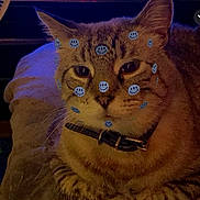 Stormy is registered to the contest to win money with this photo: cat, tabby_cat, collar, animal, pet, indoor, smiley_faces, stickers, feline, whiskers, ears, face, fur, close_up, resting, cute, domestic_animal, mammal, soft_lighting, relaxed