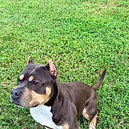 Reya is registered to the contest to win money with this photo: dog, grass, outdoor, animal, pet, canine, brown, white, ears, tail, alert, standing, nature, mammal, fur, companion, domestic, vibrant, healthy, daylight