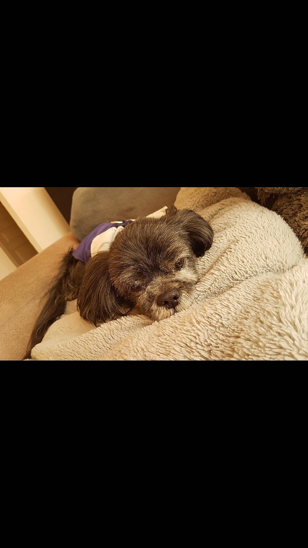 Hobby participe au concours pour gagner de l'argent avec cette photo : bed, bedding, carnivore, comfort, companion_dog, darkness, dog, dog_breed, fur, linens, liver, small_terrier, snout, sporting_group, terrier, tints_and_shades, toy_dog, wood, working_animal, wrinkle