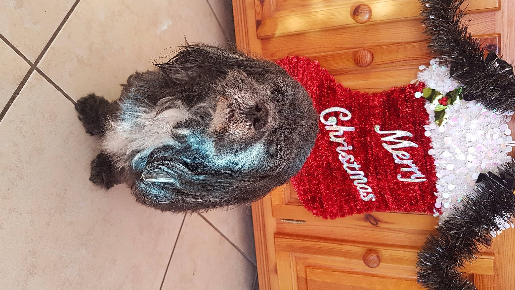 Hobby participe au concours pour gagner de l'argent avec cette photo : christmas_decoration, christmas_ornament, companion_dog, dog_breed, door, felidae, fur, hair_coloring, hardwood, hat, holiday, ornament, room, small_to_medium_sized_cats, tail, thread, tree, wood, wood_stain, wool