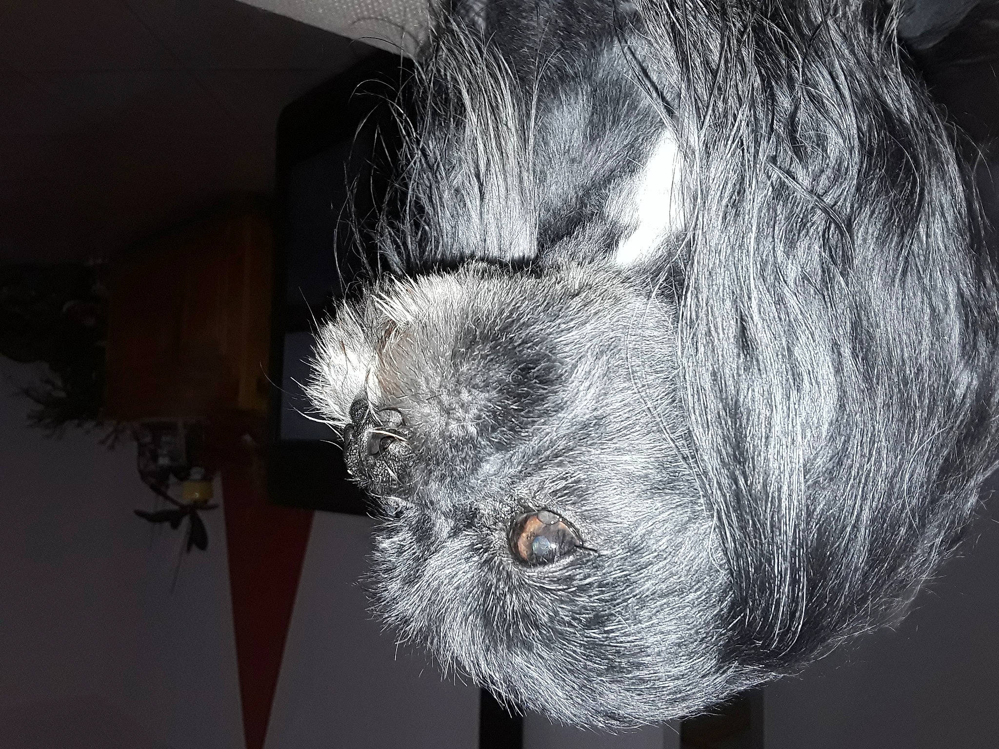 Hobby a rejoint le concours — aidez-le/la à gagner de superbes lots ! circle, darkness, ear, fur, monochrome_photography, natural_material, snout, still_life_photography, tail, visual_arts, whiskers, wood