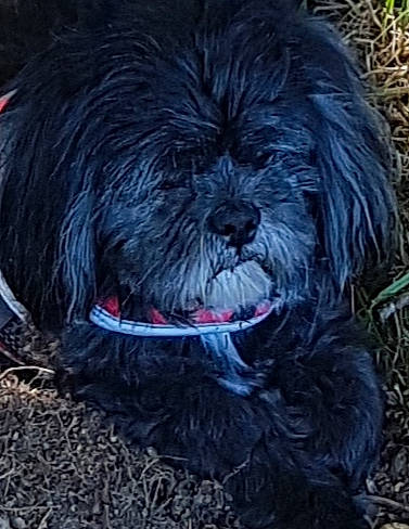 Hobby participe au concours pour gagner de l'argent avec cette photo : canidae, carnivore, companion_dog, dog, dog_breed, fur, grass, liver, maltepoo, poodle_crossbreed, puppy, shih_poo, small_terrier, snout, sporting_group, terrestrial_animal, terrier, toy_dog, water_dog, working_animal