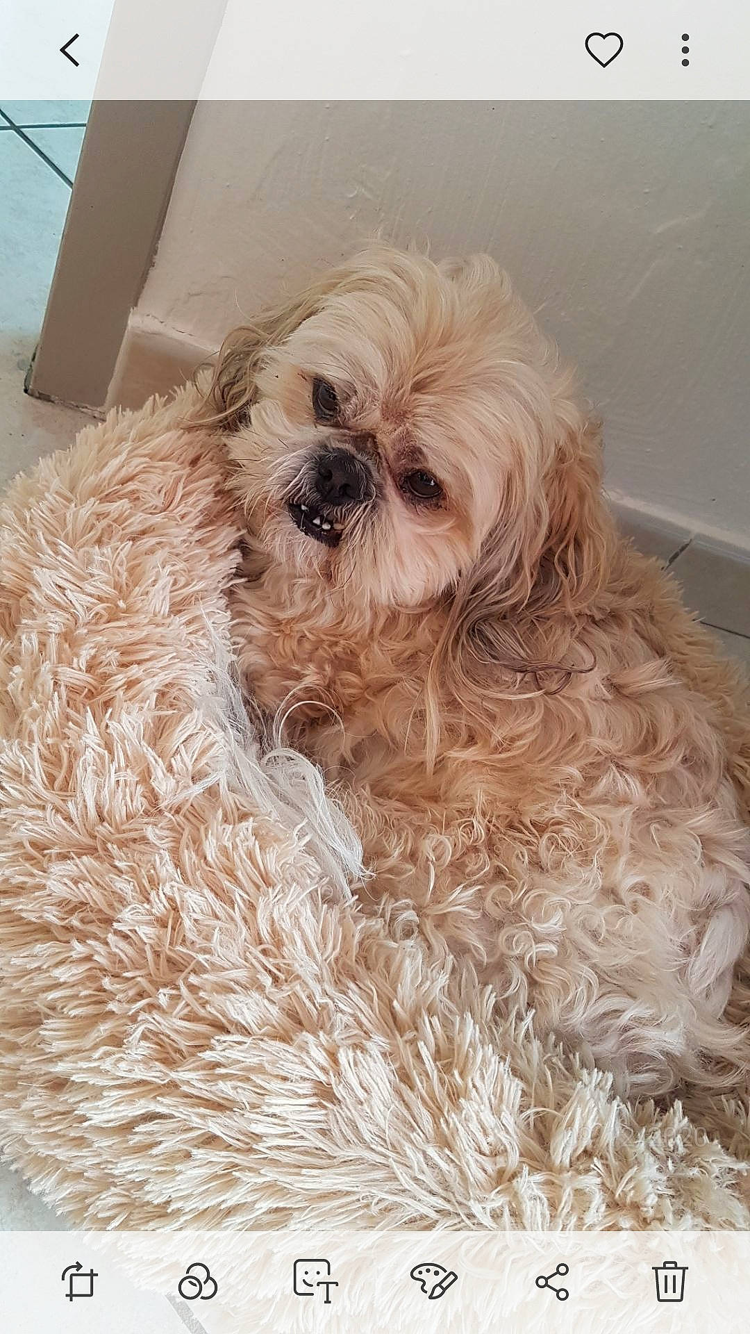 Homer participe au concours pour gagner de l'argent avec cette photo : canidae, carnivore, companion_dog, dog, dog_breed, dog_supply, fawn, fur, hat, liver, pattern, pet_supply, puppy_love, small_terrier, snout, sporting_group, terrier, toy_dog, water_dog, working_animal