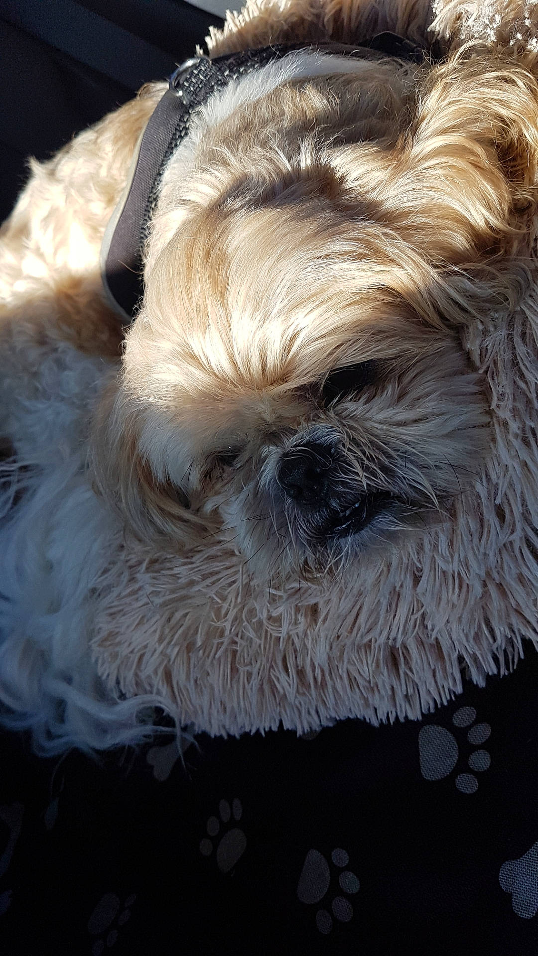 Homer participe au concours pour gagner de l'argent avec cette photo : canidae, carnivore, companion_dog, dog, dog_breed, dog_clothes, dog_collar, dog_supply, fawn, fur, liver, pet_supply, shih_tzu, small_terrier, snout, sporting_group, terrier, toy_dog, whiskers, working_animal