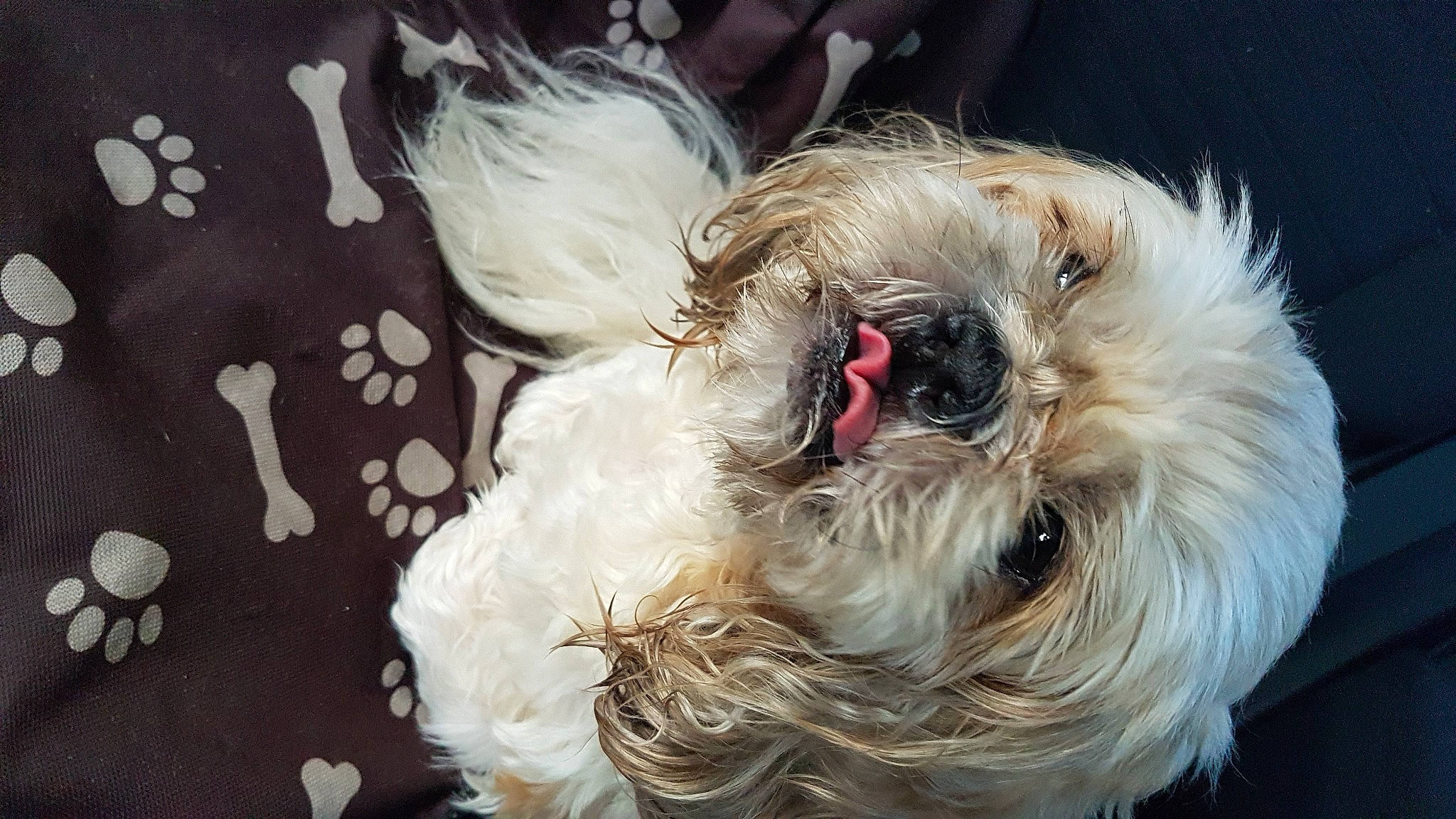 Homer a rejoint le concours — aidez-le/la à gagner de superbes lots ! canidae, carnivore, cockapoo, companion_dog, dog, dog_breed, dog_collar, dog_supply, fur, maltepoo, pet_supply, poodle_crossbreed, puppy_love, shih_poo, small_terrier, snout, sporting_group, terrier, toy_dog, working_animal