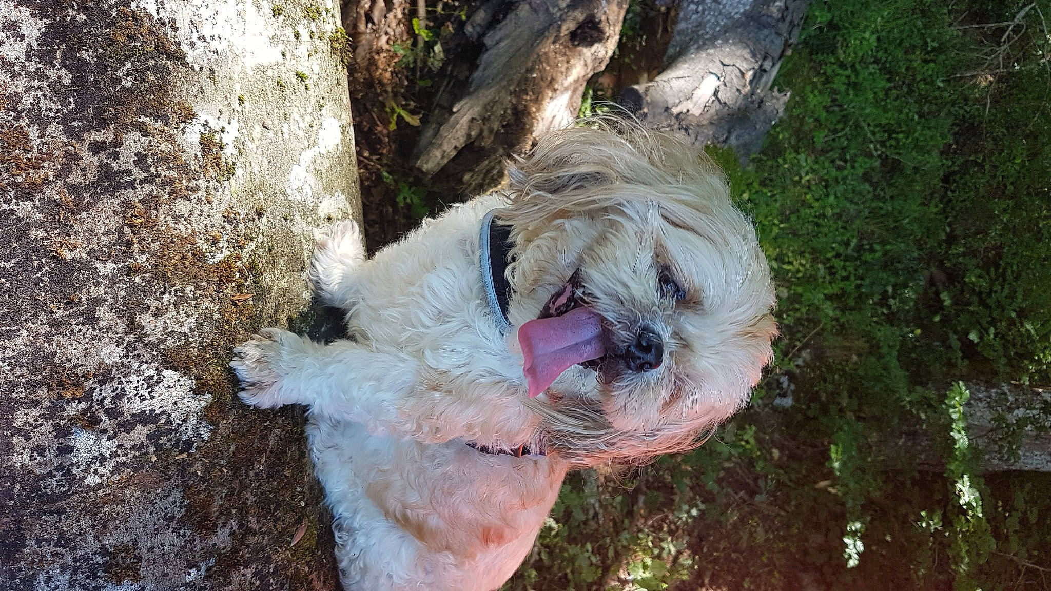 Homer participe au concours pour gagner de l'argent avec cette photo : canidae, carnivore, companion_dog, dog, dog_breed, dog_collar, fawn, fur, grass, romanian_mioritic_shepherd_dog, small_terrier, snout, sporting_group, tail, terrier, toy_dog, tree, trunk, wood, working_animal