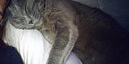 Jackson joined the competition — help win amazing prizes! cat, gray_cat, sleeping, cozy, fur, pet, animal, indoor, resting, whiskers, paw, close_up, soft_light, relaxation, feline, cute, domestic_cat, comfort, quiet, nap