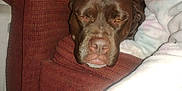 Brown is registered to the contest to win money with this photo: dog, child, couch, blanket, brown_dog, close_up, indoors, resting, snuggling, cozy, face, pet, furniture, comfort, warmth, portrait, soft_texture, human, relaxation, cuddling