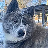 dog, snow, winter, outdoor, fur, animal, pet, nature, tree, cold, canine, portrait, snowflakes, daylight, majestic, calm, background, blue_sky, table, quiet
