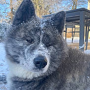 Tiger a rejoint le concours — aidez-le/la à gagner de superbes lots ! dog, snow, winter, outdoor, animal, fur, face, ears, nature, pet, canine, cold, trees, daylight, portrait, looking_away, table, blue_sky, frost, closeup
