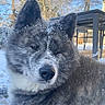 dog, snow, winter, outdoor, animal, fur, face, ears, nature, pet, canine, cold, trees, daylight, portrait, looking_away, table, blue_sky, frost, closeup