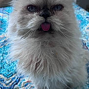 Boo is registered to the contest to win money with this photo: cat, kitten, fluffy, long_hair, cream_colored, blue_eyes, tongue_out, whiskers, pointed_ears, close_up, portrait, indoors, blanket, patterned_fabric, sitting, pet, feline, funny_expression, grumpy, photography