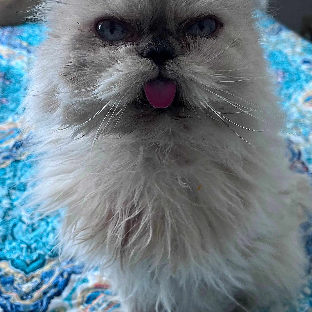 Boo