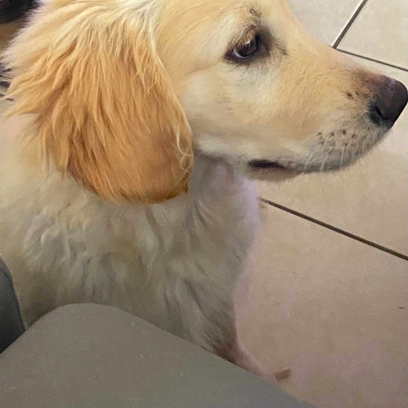 Aston a rejoint le concours — aidez-le/la à gagner de superbes lots ! animal, canine, closeup, companion, cute, dog, domestic_animal, floor_tiles, friendly, fur, golden_retriever, household, indoor, looking_away, mammal, pet, puppy, side_profile, waiting, young