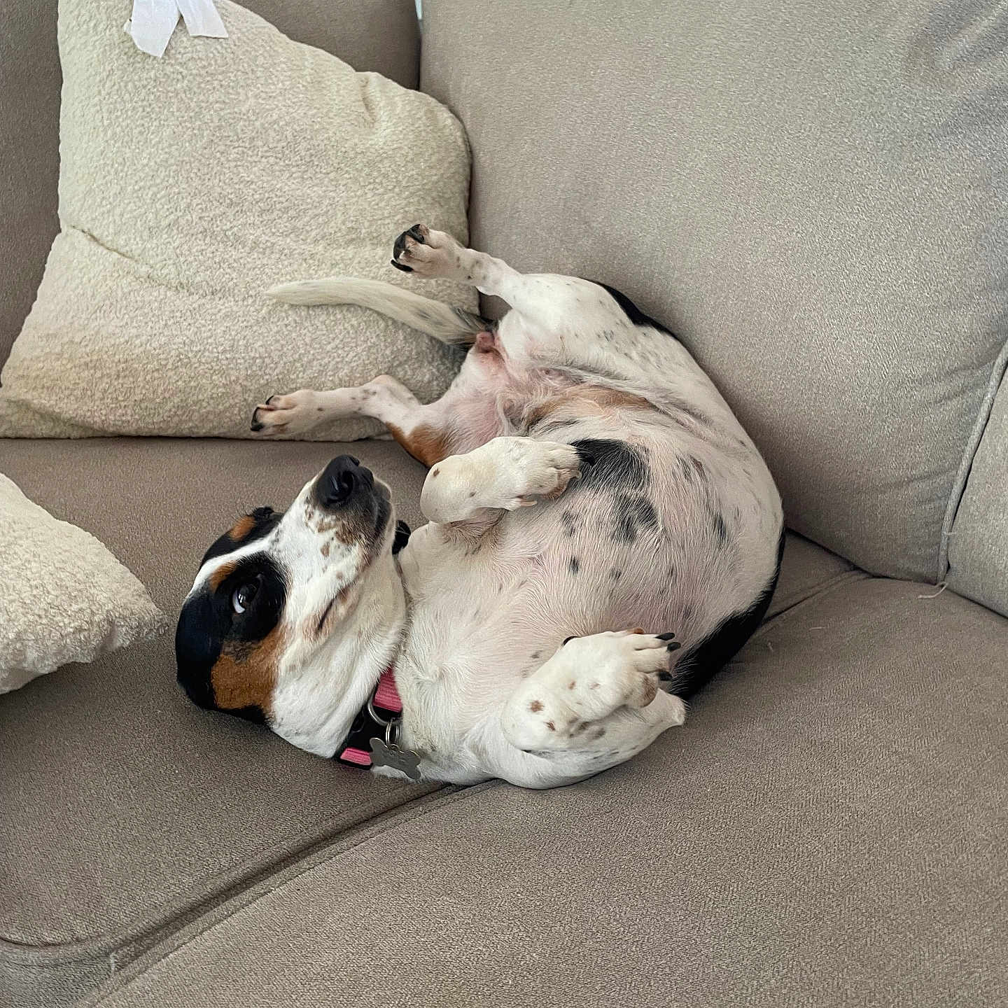 Oreo joined the competition — help win amazing prizes! animal, canine, collar, comfortable, couch, cute, dog, domestic_animal, fur, home, indoor, living_room, lying_down, pet, pillows, relaxed, resting, small_dog, spotted, tricolor