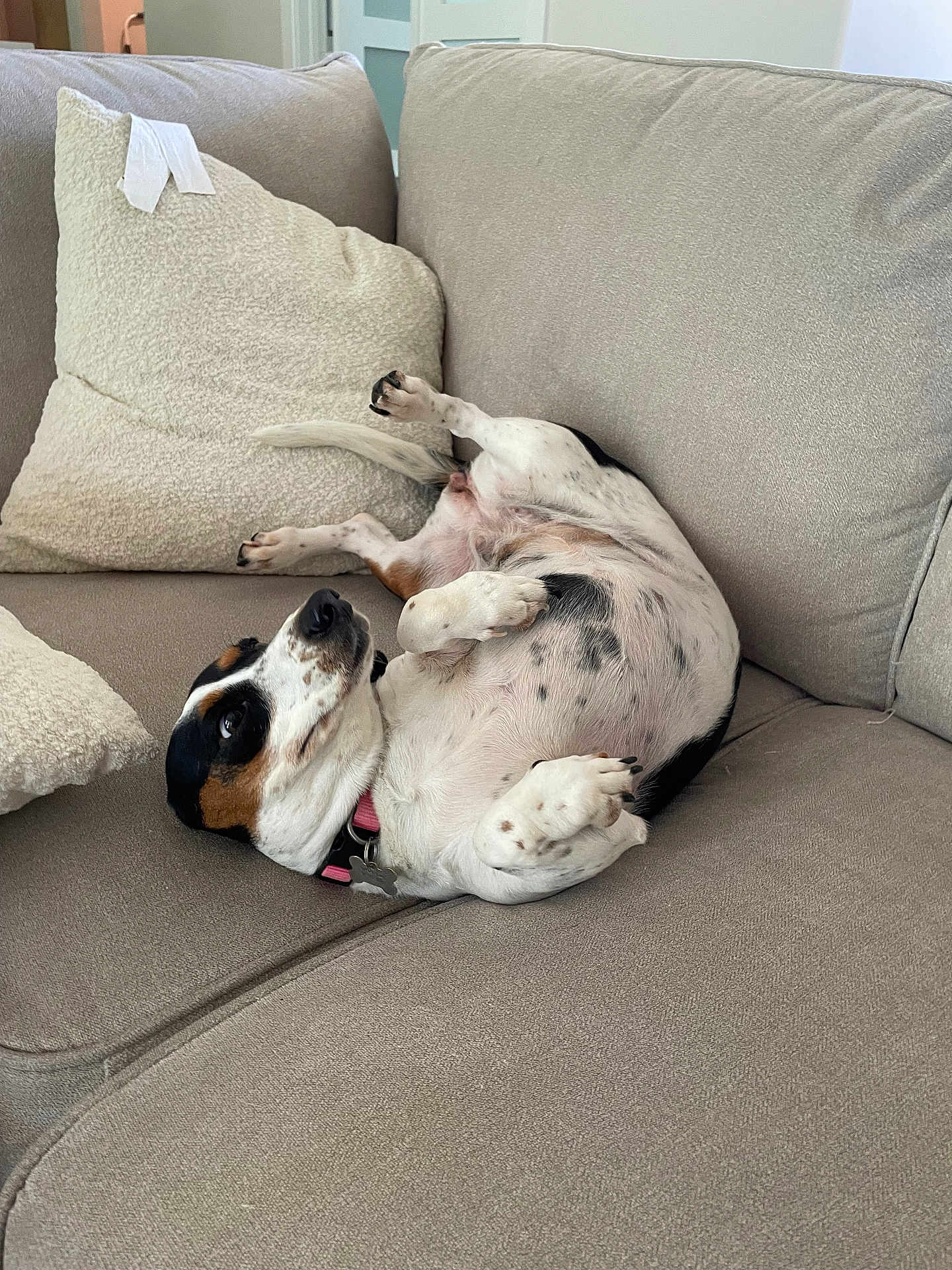 Oreo