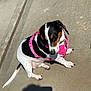 Oreo is registered to the contest to win money with this photo: dog, pet, outdoor, concrete, harness, black_fur, white_fur, brown_fur, small_dog, sitting, shadow, sunlight, animal, canine, leash, collar, daylight, paw, short_hair, cute