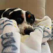 Oreo joined the competition — help win amazing prizes! dog, blanket, couch, indoor, cozy, resting, pet, fur, snout, soft, comfort, relaxation, animal, canine, closeup, home, domestic, brown, black, white