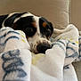 dog, blanket, couch, indoor, cozy, resting, pet, fur, snout, soft, comfort, relaxation, animal, canine, closeup, home, domestic, brown, black, white