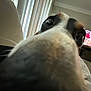 Oreo joined the competition — help win amazing prizes! dog, close_up, nose, indoor, curious, pet, animal, face, blurry, eyes, living_room, television, window, vertical_blinds, fur, canine, home, domestic_animal, snout, close_range