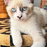 Miso joined the competition — help win amazing prizes! kitten, cat, blue_eyes, paw, fur, whiskers, indoor, close_up, cute, pet, animal, curious, relaxed, feline, soft, resting, face, ears, nose, table