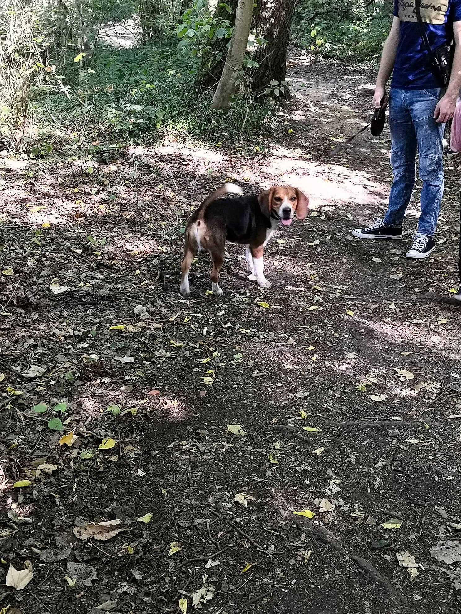 O'Connor a rejoint le concours — aidez-le/la à gagner de superbes lots ! adventure, canidae, carnivore, dog, dog_breed, entlebucher_mountain_dog, forest, hunting_dog, serbian_tricolour_hound, soil, sporting_group, trail, tree, treeing_walker_coonhound, walking