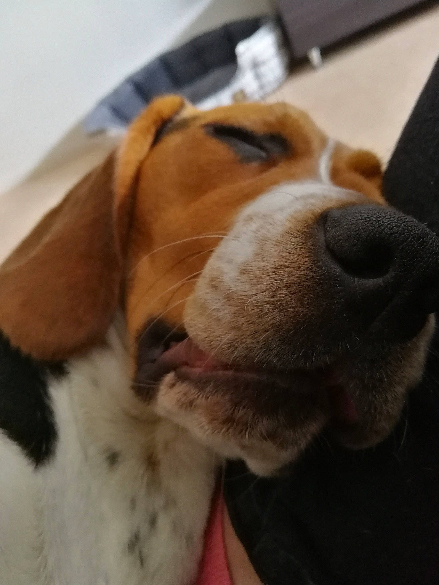 O'Connor a rejoint le concours — aidez-le/la à gagner de superbes lots ! american_foxhound, basset_artesien_normand, beagle, beagle_harrier, canidae, carnivore, dog, dog_breed, english_foxhound, fur, harrier, hound, mammal, nose, pocket_beagle, rare_breed_dog, snout, sporting_group, treeing_walker_coonhound, vertebrate