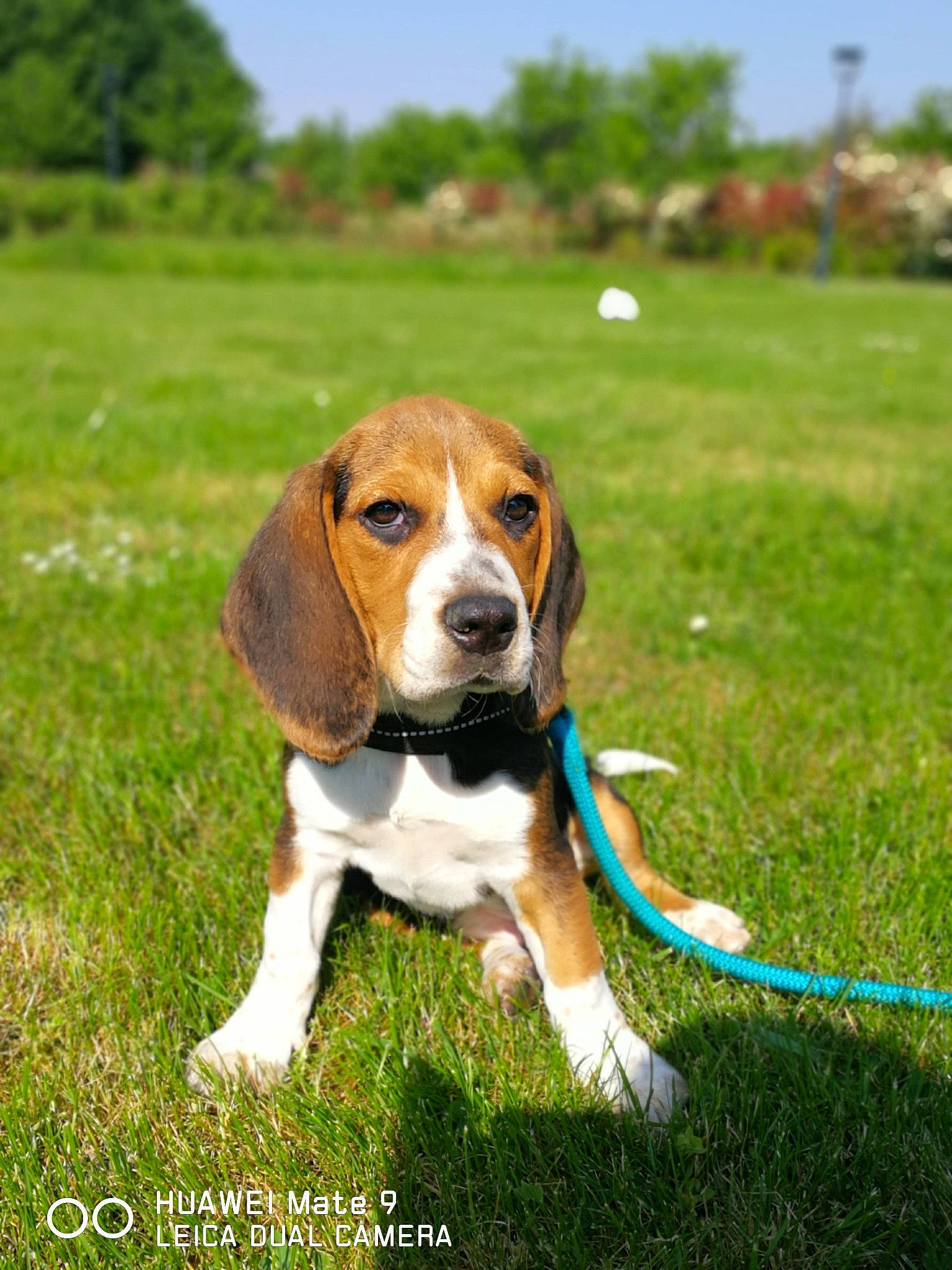 O'Connor a rejoint le concours — aidez-le/la à gagner de superbes lots ! american_foxhound, basset_artesien_normand, beagle, beagle_harrier, canidae, carnivore, dog, dog_breed, english_foxhound, estonian_hound, finnish_hound, grand_anglo_francais_tricolore, hamiltonstovare, harrier, mammal, scent_hound, serbian_tricolour_hound, snout, treeing_walker_coonhound, vertebrate