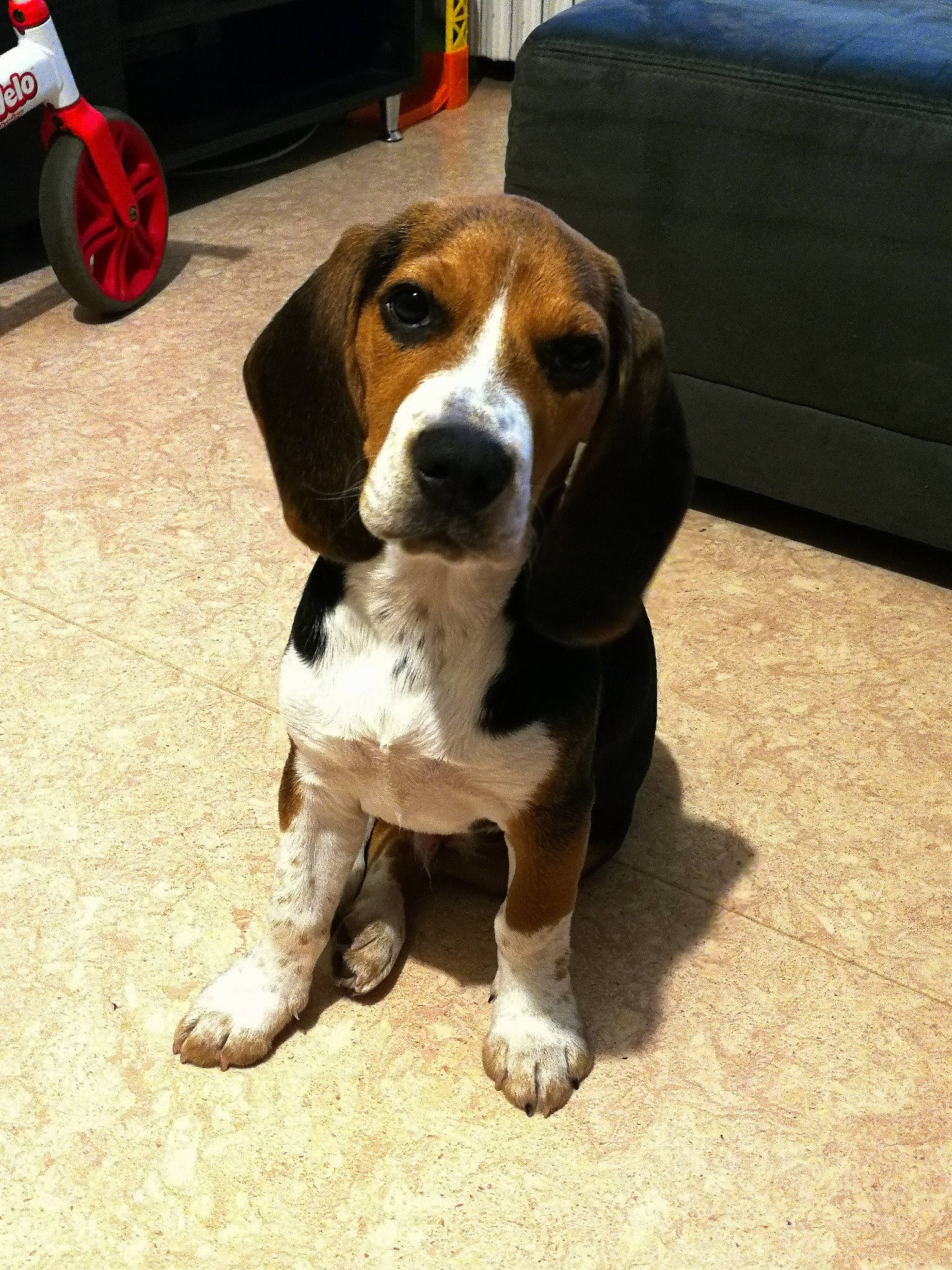 O'Connor a rejoint le concours — aidez-le/la à gagner de superbes lots ! basset_artesien_normand, beagador, beagle, beagle_harrier, beaglier, canidae, carnivore, companion_dog, dog, dog_breed, finnish_hound, harrier, hound, mammal, pocket_beagle, puppy, serbian_tricolour_hound, snout, treeing_walker_coonhound, vertebrate