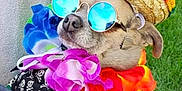 Dexter Thomas is registered to the contest to win money with this photo: accessories, animal, casual, closeup, colorful, costume, cute, dog, fashion, flower_lei, funny, grass, hat, holiday, outdoor, pet, portrait, relaxing, summer, sunglasses
