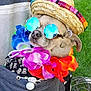 accessories, animal, casual, closeup, colorful, costume, cute, dog, fashion, flower_lei, funny, grass, hat, holiday, outdoor, pet, portrait, relaxing, summer, sunglasses