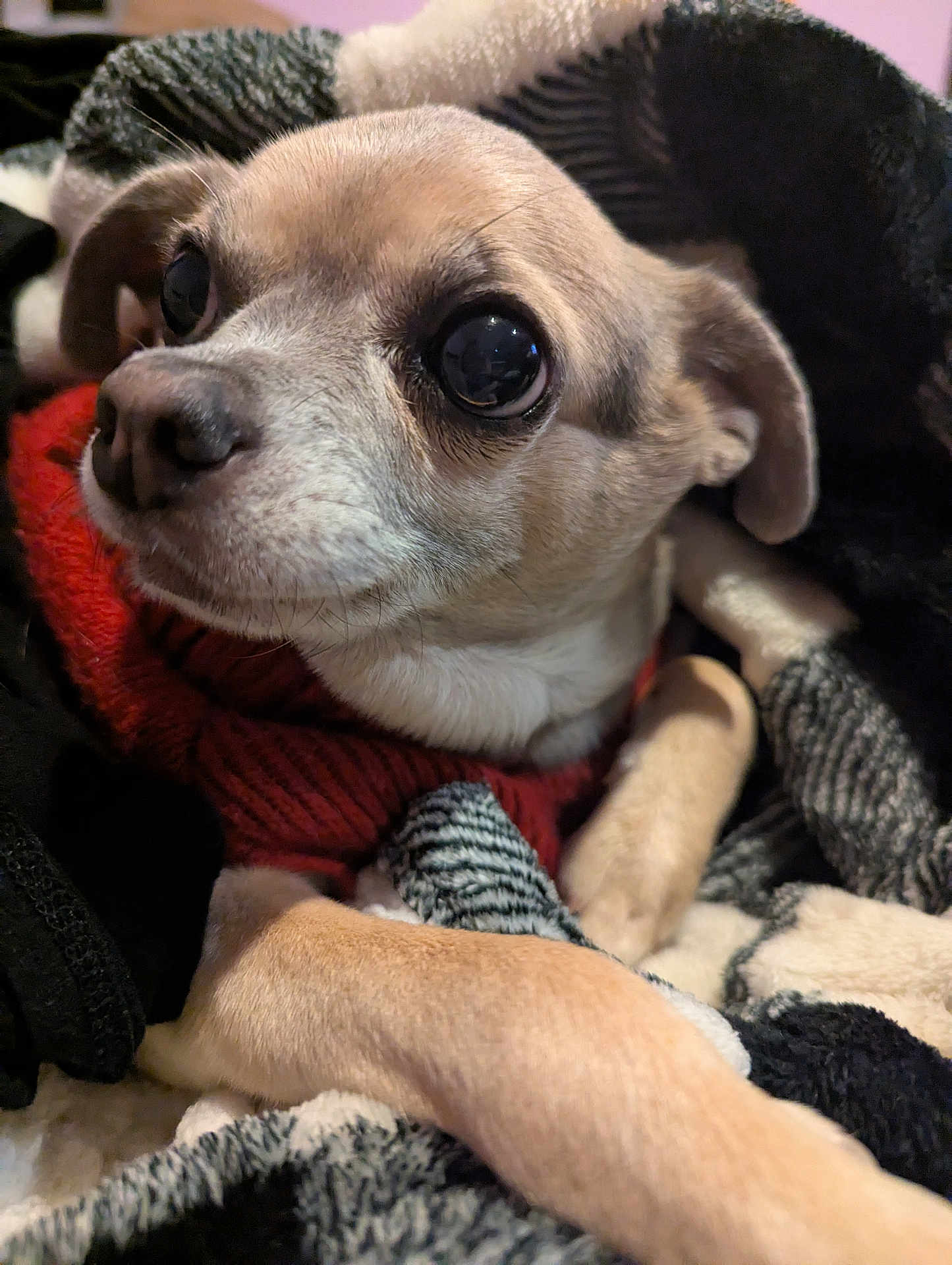 Dexter Thomas is registered to the contest to win money with this photo: animal, blanket, canine, close_up, companion, cozy, cute, cute_eyes, dog, fur, indoors, pet, portrait, puppy, red_sweater, resting, small_dog, snuggled, soft_texture, warm