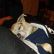 Dexter Thomas joined the competition — help win amazing prizes! animal, brown_dog, casual, closed_eyes, comfort, cozy, cute, dog, domestic, furry, indoor, jacket, lap, pet_hair, relaxed, resting, sleeping, small_dog, sweater, warm