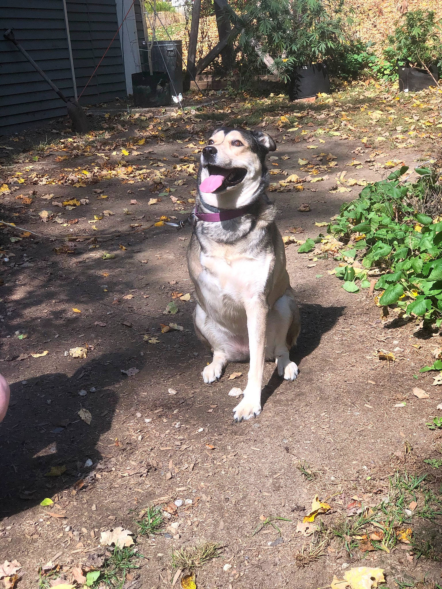 Reyia joined the competition — help win amazing prizes! canidae, carnivore, carpathian_shepherd_dog, central_asian_shepherd_dog, dog, dog_breed, fawn, kangal_dog, livestock_guardian_dog, mammal, rafeiro_do_alentejo, vertebrate, working_dog