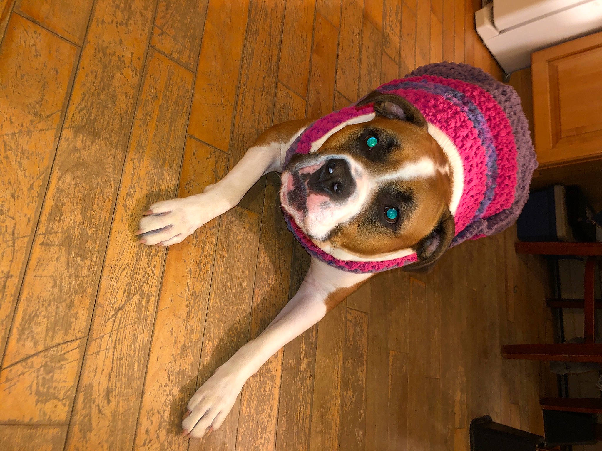 Willow joined the competition — help win amazing prizes! boston_terrier, canidae, carnivore, companion_dog, danish_swedish_farmdog, dog, dog_breed, fawn, sporting_group, wood