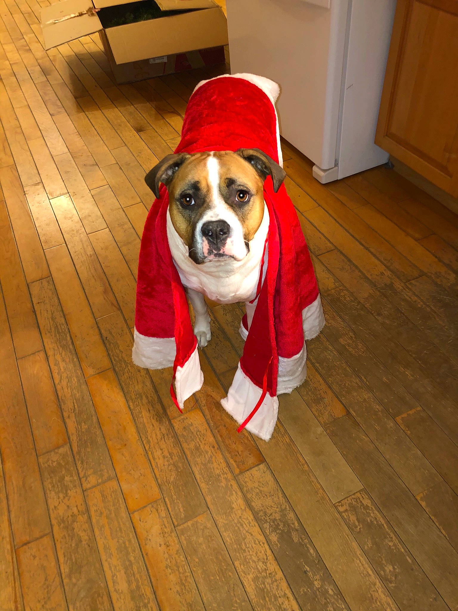 Willow joined the competition — help win amazing prizes! canidae, carnivore, collar, companion_dog, dog, dog_breed, dog_clothes, dog_supply, door, floor, flooring, hardwood, laminate_flooring, pet_supply, sporting_group, varnish, wood, wood_flooring, wood_stain, working_animal