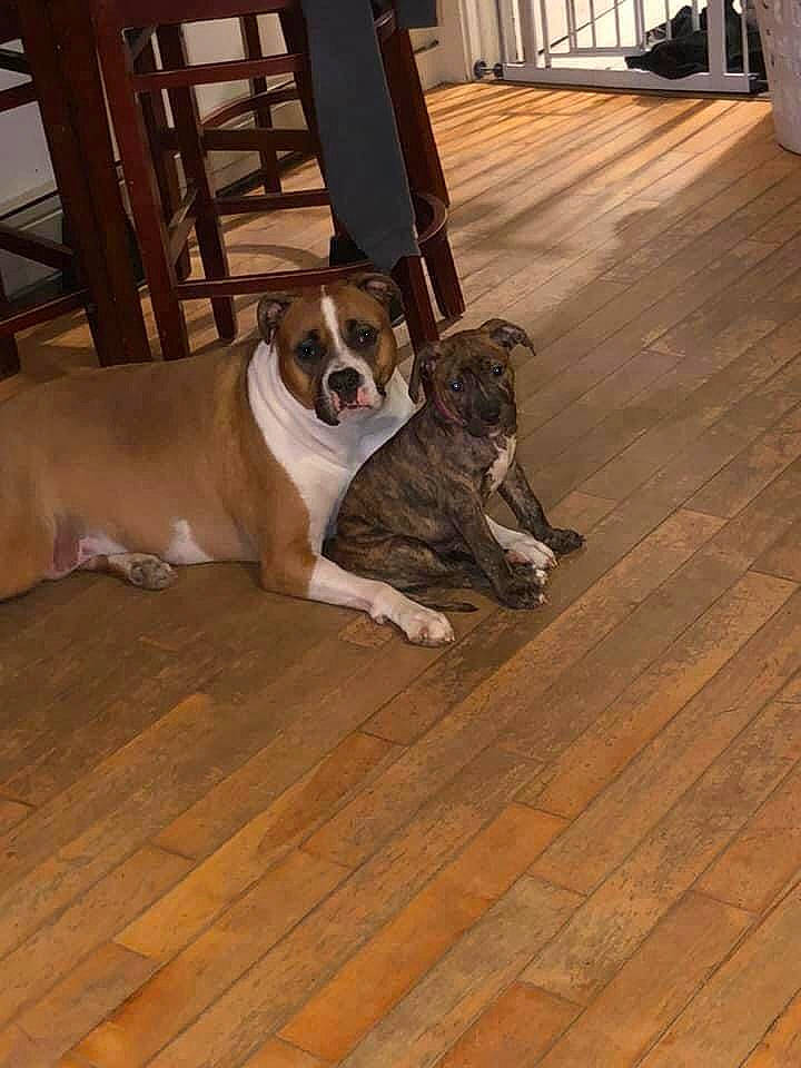 Willow joined the competition — help win amazing prizes! canidae, carnivore, collar, companion_dog, dog, dog_breed, door, fawn, floor, flooring, hardwood, home, laminate_flooring, mammal, snout, sporting_group, wood, wood_flooring, wood_stain, working_animal