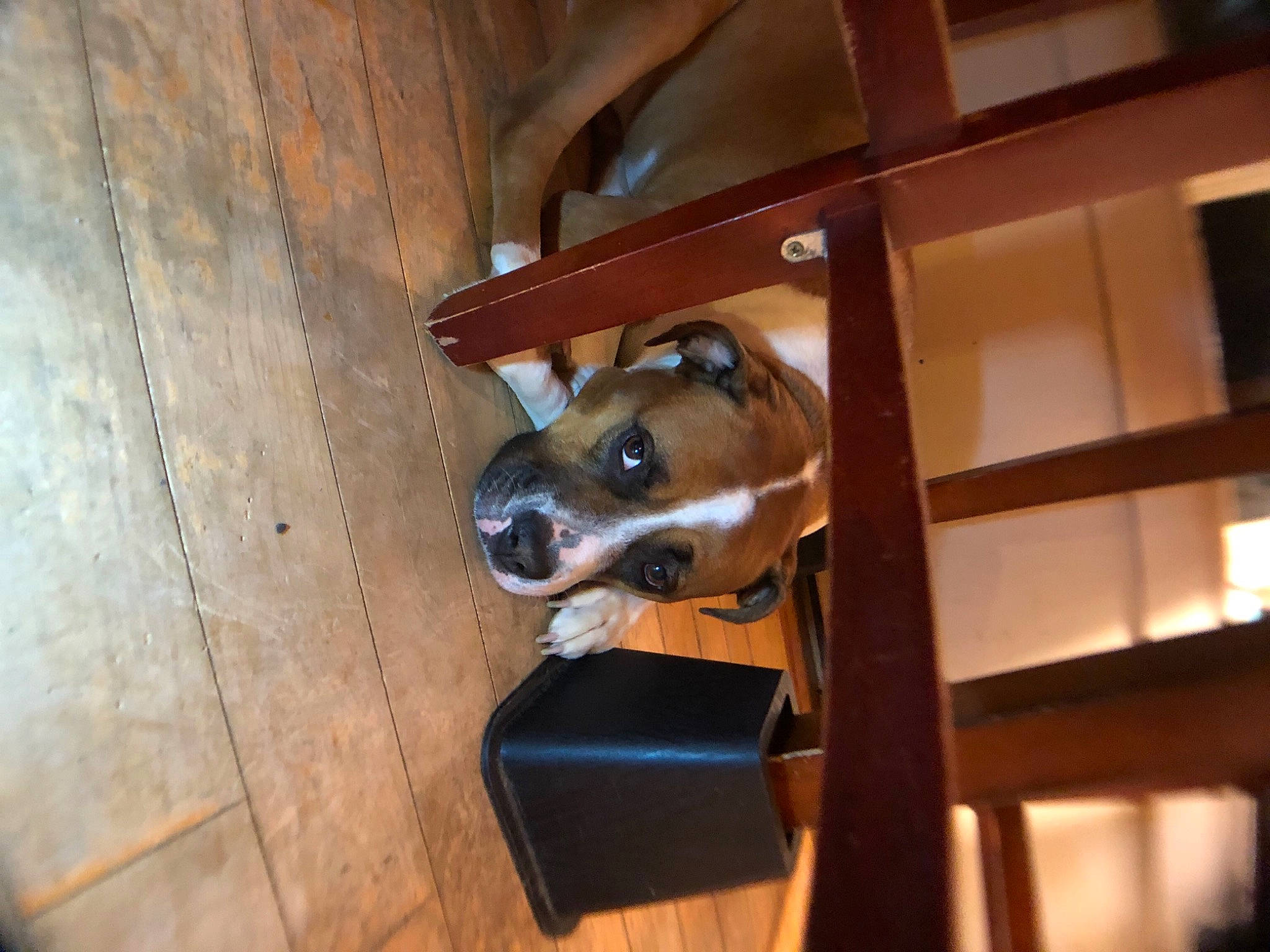 Willow joined the competition — help win amazing prizes! animal_shelter, canidae, carnivore, dog, dog_breed, fawn, room, snout, wood