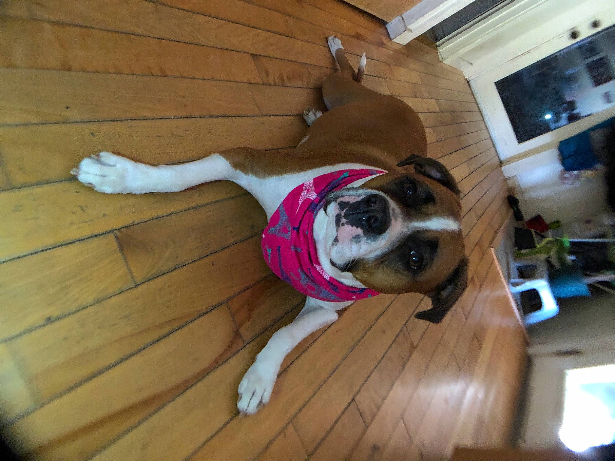 Willow is registered to the contest to win money with this photo: american_bulldog, australian_bulldog, boston_terrier, boxer, canidae, carnivore, companion_dog, dog, dog_breed, fawn, floor, flooring, french_bulldog, hardwood, non_sporting_group, old_english_bulldog, olde_english_bulldogge, tail, valley_bulldog, wood