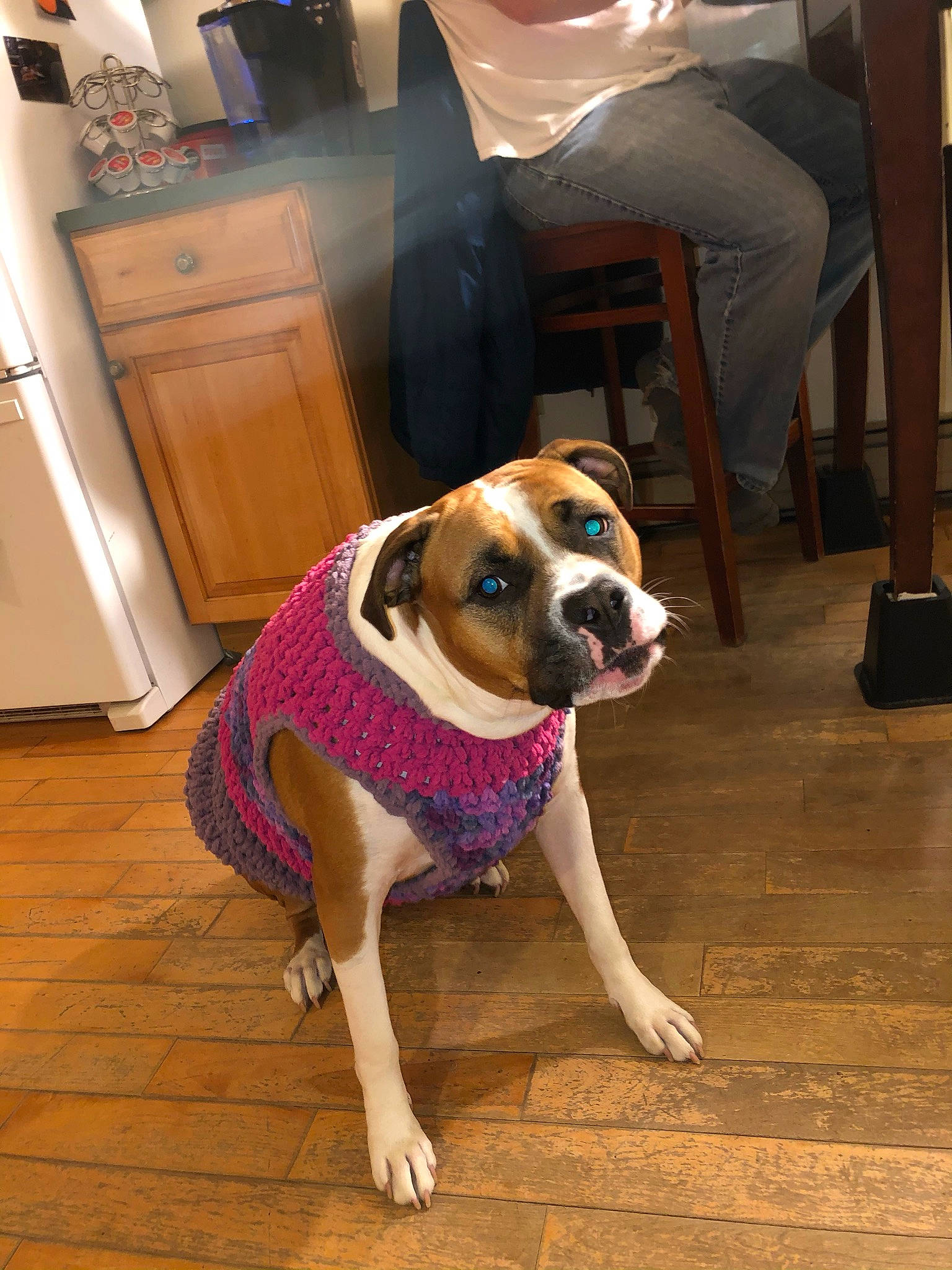 Willow is registered to the contest to win money with this photo: american_bulldog, boxer, canidae, carnivore, companion_dog, dog, dog_breed, fawn, floor, flooring, hardwood, mammal, non_sporting_group, olde_english_bulldogge, rare_breed_dog, snout, sporting_group, valley_bulldog, vertebrate