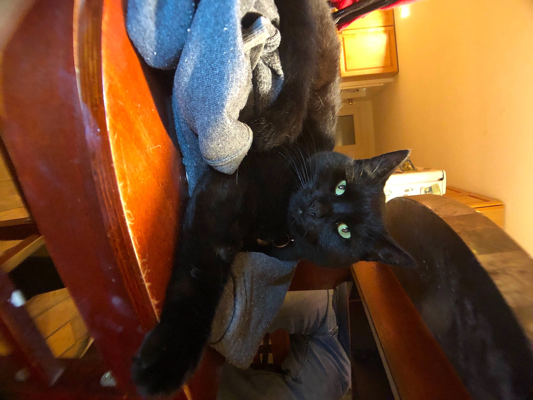 Ebony joined the competition — help win amazing prizes! black_cat, carnivore, cat, felidae, russian_blue, small_to_medium_sized_cats, tail, whiskers